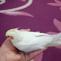 عروس هلندی دستی