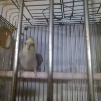 جفت عروس هلندی آهویی