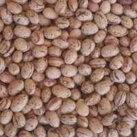لوبیا چیتی وقرمز
