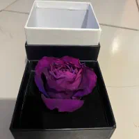 رز طبیعی جاودان بنفش زیر قیمت