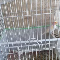 قناری موزاییکی
