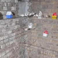 فنچ|پرنده|یزد, |دیوار