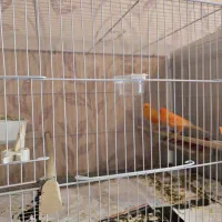 قناری ردفاکتور اورجینال