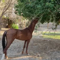 اسب نریان