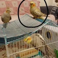 عروس هلندی گمشده