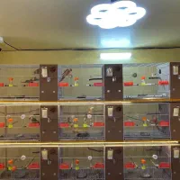 راهب گرینچیک ردچیک رزیلا گلوسرخ