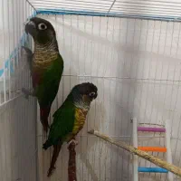 گرینچیک|پرنده|گناباد, |دیوار