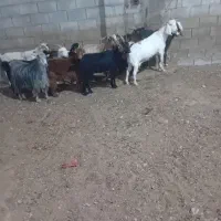 بز داشتی