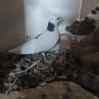 کبوتر پرشی