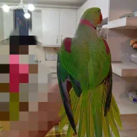 شاه طوطی اسکندر نر شاه تخم درشت و کشیده رام و دستی|پرنده|تهران, زعفرانیه|دیوار