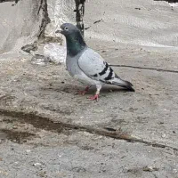 کبوتر|پرنده|سلماس, |دیوار