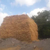 علف دست بسته شده ۱۰۰۰عدد برای فوروش|لوازم جانبی حیوانات|خلخال, |دیوار