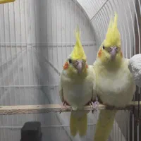 جوجه عروس هلندی دو ماهه|پرنده|بندر گز, |دیوار