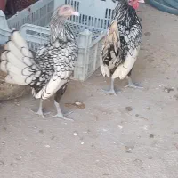 مرغ مینیاتوری|حیوانات مزرعه|آبپخش, |دیوار