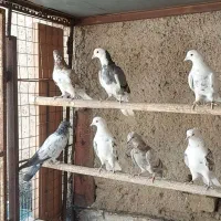 کبوتر جوجه