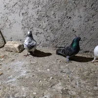 یه جفت جوجه کبوترپروازی یه جفت نرو ماده