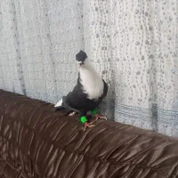 کربناتی سیاه کاکلی نر