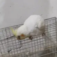 طوطی دستی لوتینو