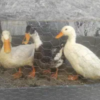 اردک|حیوانات مزرعه|دورود, |دیوار