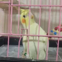 عروس نرماده جفت سخنگو