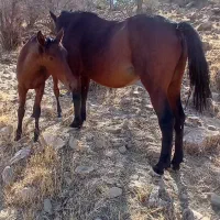 مادیون وکره ویک اسب