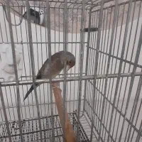 سره قناری|پرنده|تهران, بهارستان|دیوار