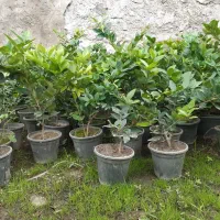 یاس هلندی ، شمشاد توپی و شمشاد طلایی|خدمات باغبانی و درختکاری|تنکابن, |دیوار
