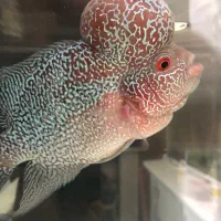 ماهی فلاور هورن درجه یک خارجی تایلندی