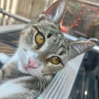 واگذاری گربه های ناز  عقیم شده