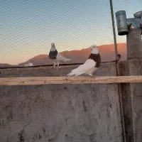 کفتر طوقی|پرنده|مبارکه, |دیوار