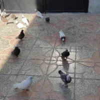 کبوتر|پرنده|یاسوج, |دیوار