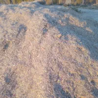 گیاه سبزه داس درو|حیوانات مزرعه|دینور, |دیوار