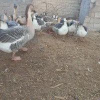 قو غاز اوکراینی وافریقای