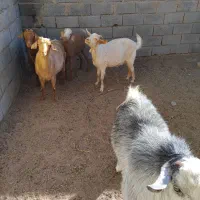 باسلام  تعداد ۴عدد بز فروش