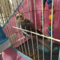 عروس هلندی سخن گو