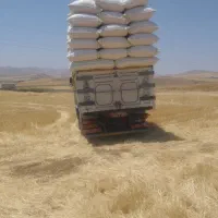 خریدار کاه نخود و گندم