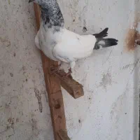 کبوتر پرشی