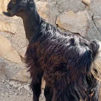 کهره نر وماده|حیوانات مزرعه|اهرم, |دیوار