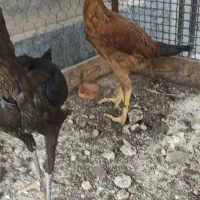 یک جفت جوجه لاری درجه یک