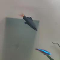 ماهی اکواریوم