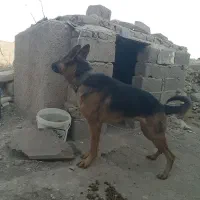 فروش فوری ژرمن شپهرد آماده جفت گیری ماده