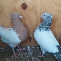 کبوتر به شرط