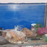 اکواریوم سالم با وسیله کامل معاوضه با کبوتر طوقی