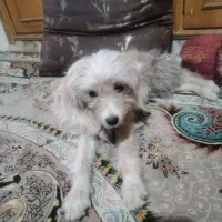 سگ کامل دستی