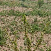 از 500 متر تا 1000 هکتار|فروش زمین و ملک کلنگی|هشتگرد, مدرس|دیوار