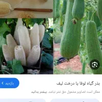 گیاه لیف|لوازم حمام|جویبار, |دیوار