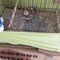 فنچ|پرنده|شهر ری, شهرک نظامی|دیوار