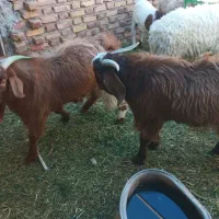 بزغاله فروشی|حیوانات مزرعه|قائن, |دیوار