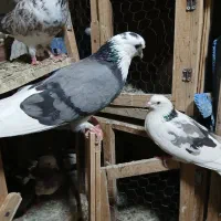 ...کفتر یکجایی وتک عکس بیشتر پیام بدید