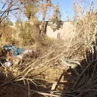 خرید چوب وبرش زدن درخت‌های مزاحم پیر|خدمات باغبانی و درختکاری|رفسنجان, |دیوار